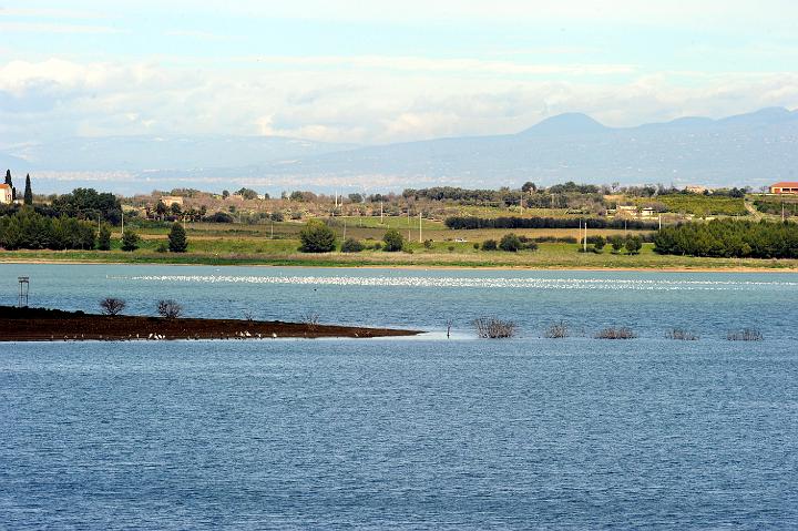 Biviere di Lentini 23.1.2011 (132).jpg